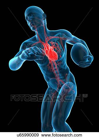 Anatomy of rugby player, illustration View Large Photo Image Stock Photo - Anatomy of rugby player, illustration. Fotosearch