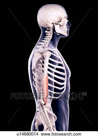 Arm muscle, illustration View Large Photo Image Picture - Arm muscle, illustration. Fotosearch