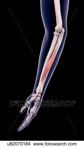 Picture - Arm muscle, illustration. Fotosearch