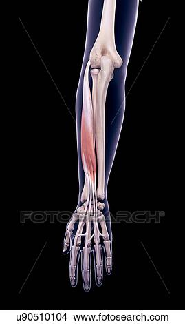 Arm muscle, illustration View Large Photo Image Picture - Arm muscle, illustration. Fotosearch
