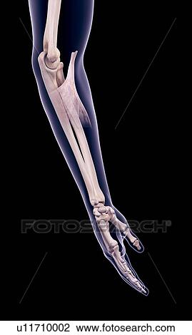 Stock Image - Arm muscle, illustration. Fotosearch
