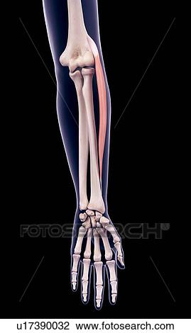Arm muscle, illustration View Large Photo Image Stock Image - Arm muscle, illustration. Fotosearch