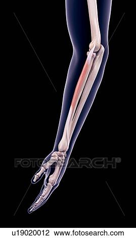 Arm muscle, illustration View Large Photo Image Stock Image - Arm muscle, illustration. Fotosearch
