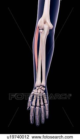 Arm muscle, illustration View Large Photo Image Stock Image - Arm muscle, illustration. Fotosearch