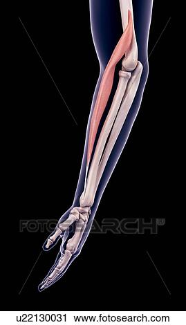 Arm muscle, illustration View Large Photo Image Stock Image - Arm muscle, illustration. Fotosearch