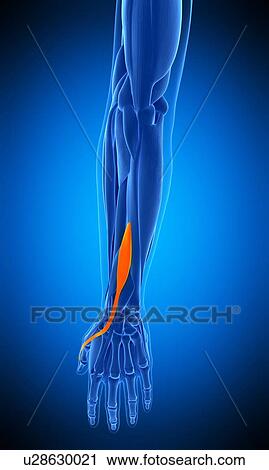 Stock Image - Arm muscle, illustration. Fotosearch