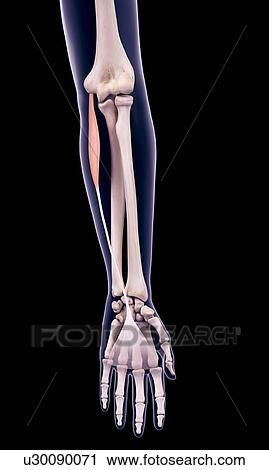 Stock Image - Arm muscle, illustration. Fotosearch