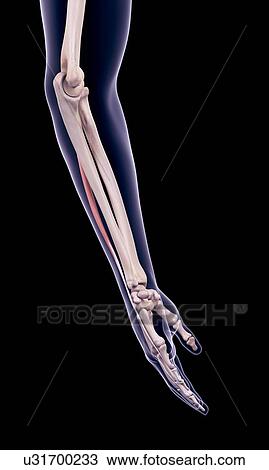 Stock Image - Arm muscle, illustration. Fotosearch