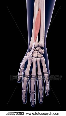 Stock Image - Arm muscle, illustration. Fotosearch