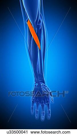Arm muscle, illustration View Large Photo Image Stock Image - Arm muscle, illustration. Fotosearch
