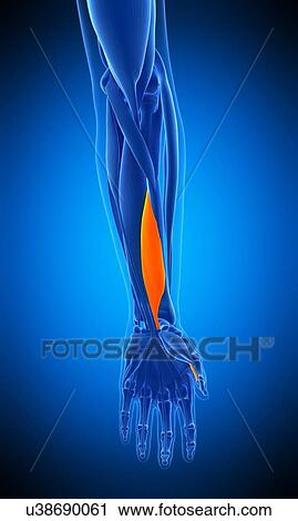Stock Image - Arm muscle, illustration. Fotosearch