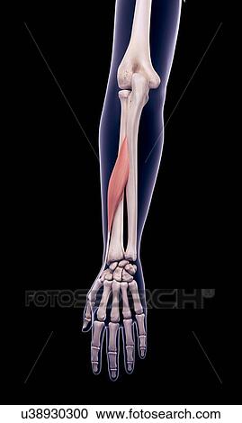 Stock Image - Arm muscle, illustration. Fotosearch