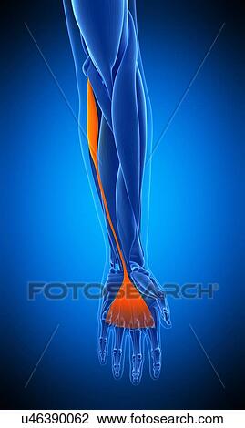 Arm muscle, illustration View Large Photo Image Stock Image - Arm muscle, illustration. Fotosearch