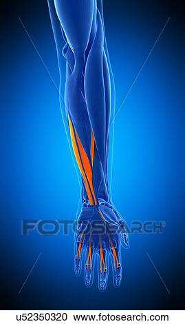 Stock Image - Arm muscle, illustration. Fotosearch