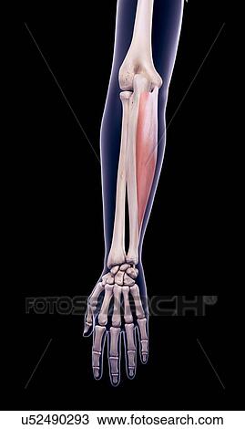 Stock Image - Arm muscle, illustration. Fotosearch