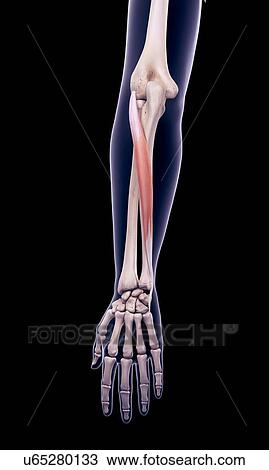 Arm muscle, illustration View Large Photo Image Stock Image - Arm muscle, illustration. Fotosearch