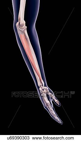 Stock Image - Arm muscle, illustration. Fotosearch