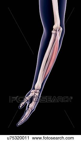 Stock Image - Arm muscle, illustration. Fotosearch