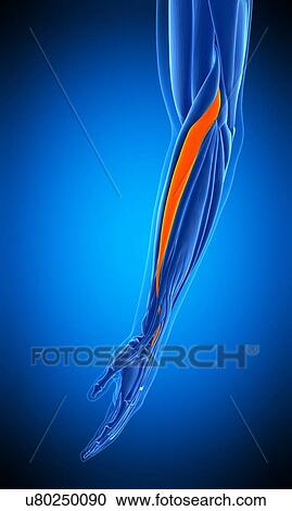 Arm muscle, illustration View Large Photo Image Stock Image - Arm muscle, illustration. Fotosearch