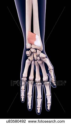 Arm muscle, illustration View Large Photo Image Stock Image - Arm muscle, illustration. Fotosearch