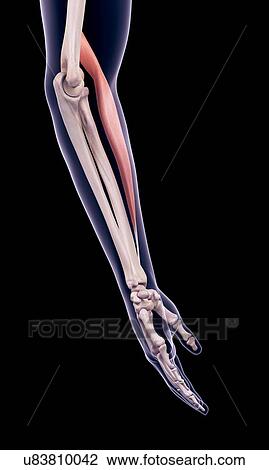 Stock Image - Arm muscle, illustration. Fotosearch