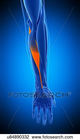 Arm muscle, illustration View Large Photo Image Stock Image - Arm muscle, illustration. Fotosearch