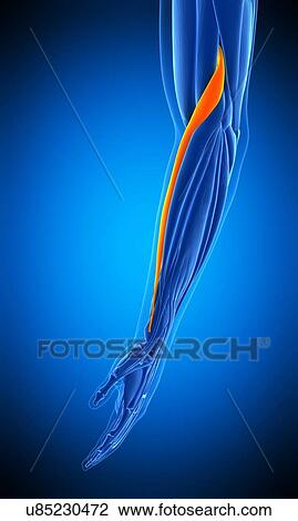 Arm muscle, illustration View Large Photo Image Stock Image - Arm muscle, illustration. Fotosearch