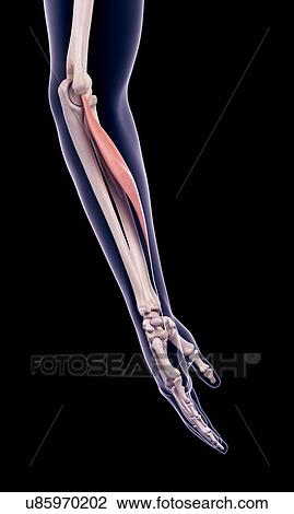 Stock Image - Arm muscle, illustration. Fotosearch