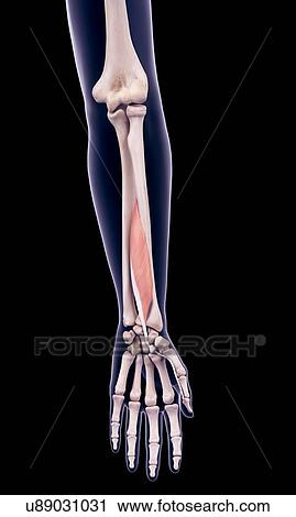 Arm muscle, illustration View Large Photo Image Stock Image - Arm muscle, illustration. Fotosearch