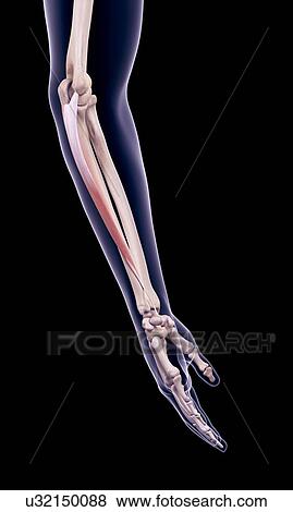 Arm muscle, illustration View Large Photo Image Stock Photo - Arm muscle, illustration. Fotosearch