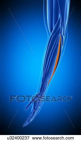 Stock Photo - Arm muscle, illustration. Fotosearch