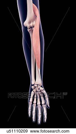 Arm muscle, illustration View Large Photo Image Stock Photo - Arm muscle, illustration. Fotosearch
