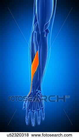 Arm muscle, illustration View Large Photo Image Stock Photo - Arm muscle, illustration. Fotosearch