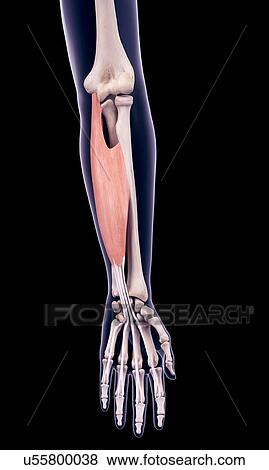 Arm muscle, illustration View Large Photo Image Stock Photo - Arm muscle, illustration. Fotosearch
