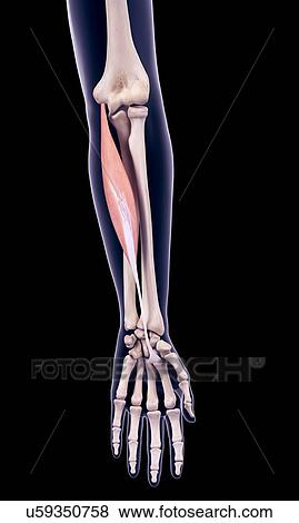 Stock Photo - Arm muscle, illustration. Fotosearch