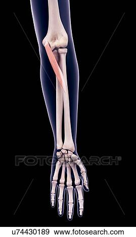 Arm muscle, illustration View Large Photo Image Stock Photo - Arm muscle, illustration. Fotosearch