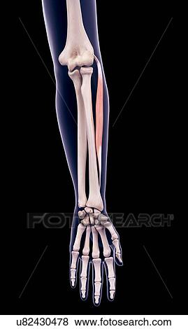 Stock Photo - Arm muscle, illustration. Fotosearch