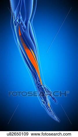 Stock Photo - Arm muscle, illustration. Fotosearch