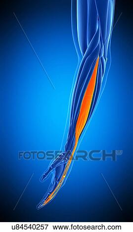 Stock Photo - Arm muscle, illustration. Fotosearch