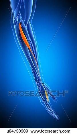 Stock Photo - Arm muscle, illustration. Fotosearch
