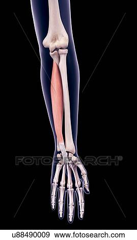 Arm muscle, illustration View Large Photo Image Stock Photo - Arm muscle, illustration. Fotosearch