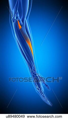 Arm muscle, illustration View Large Photo Image Stock Photo - Arm muscle, illustration. Fotosearch