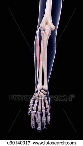 Stock Photo - Arm muscle, illustration. Fotosearch