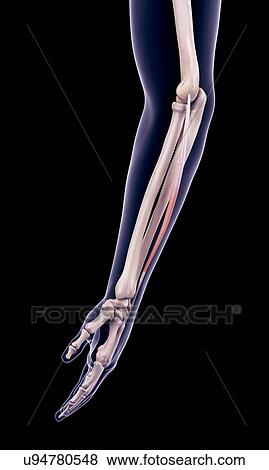 Stock Photo - Arm muscle, illustration. Fotosearch