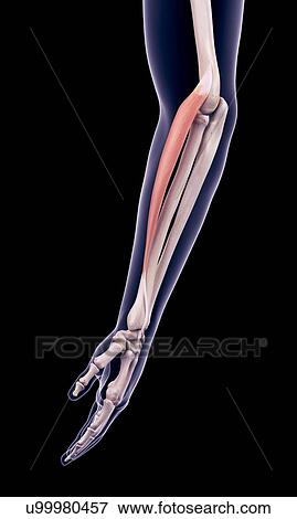 Arm muscle, illustration View Large Photo Image Stock Photo - Arm muscle, illustration. Fotosearch