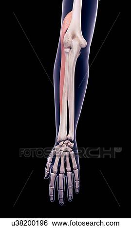 Arm muscle, illustration View Large Photo Image Stock Photograph - Arm muscle, illustration. Fotosearch