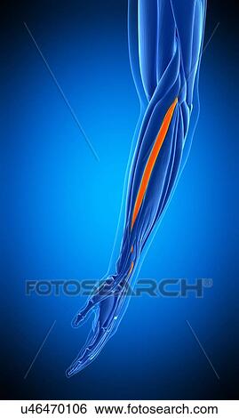 Arm muscle, illustration View Large Photo Image Stock Photograph - Arm muscle, illustration. Fotosearch