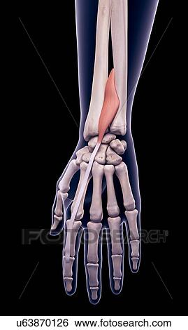 Stock Photograph - Arm muscle, illustration. Fotosearch