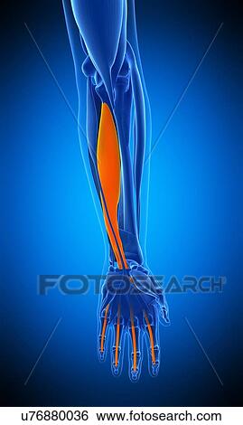 Arm muscle, illustration View Large Photo Image Stock Photograph - Arm muscle, illustration. Fotosearch