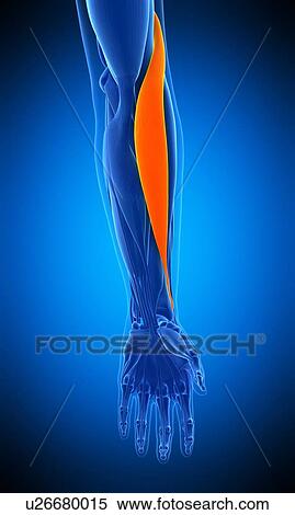 Stock Photography - Arm muscle, illustration. Fotosearch